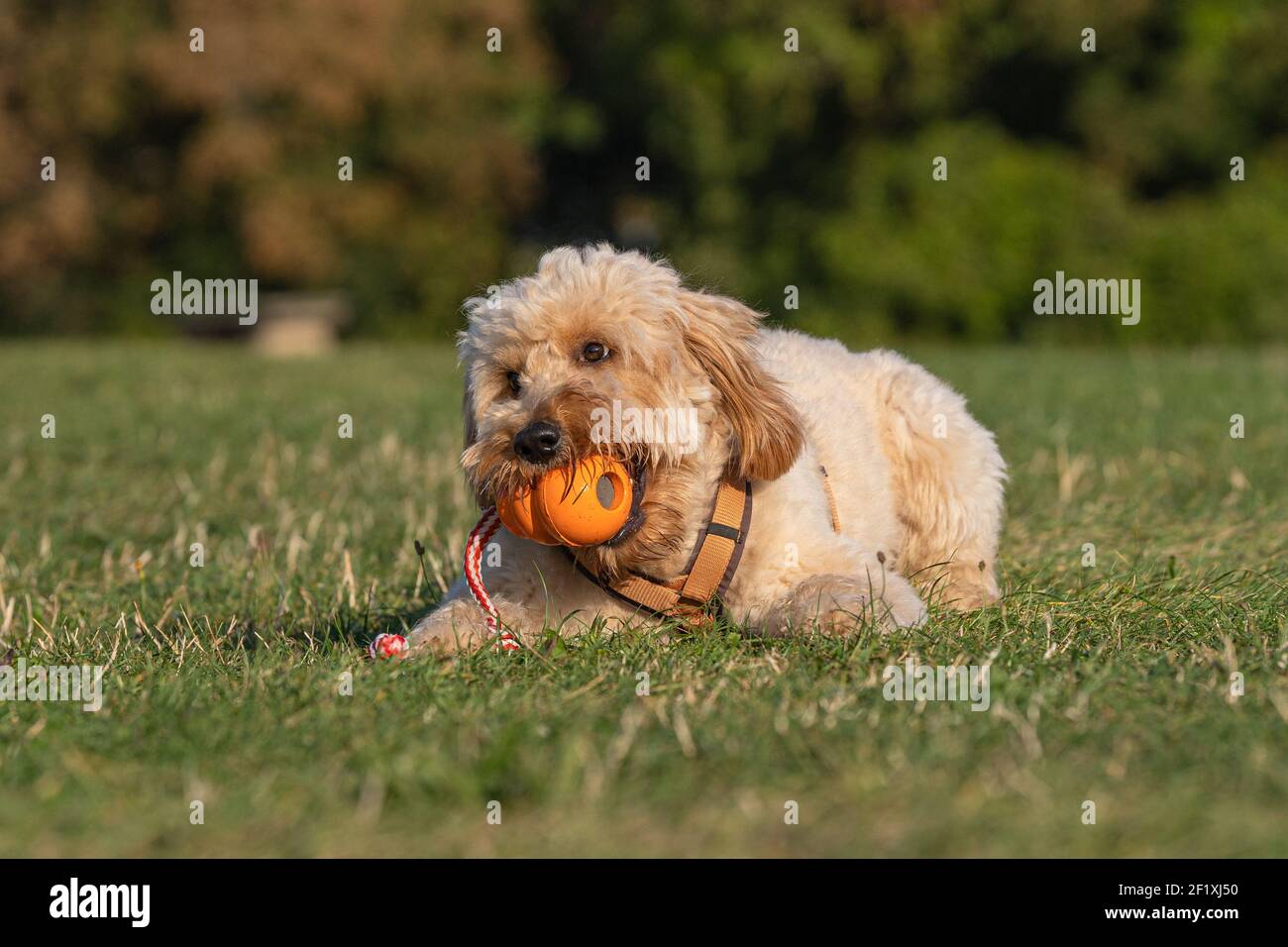 Goldendoodle Foto Stock