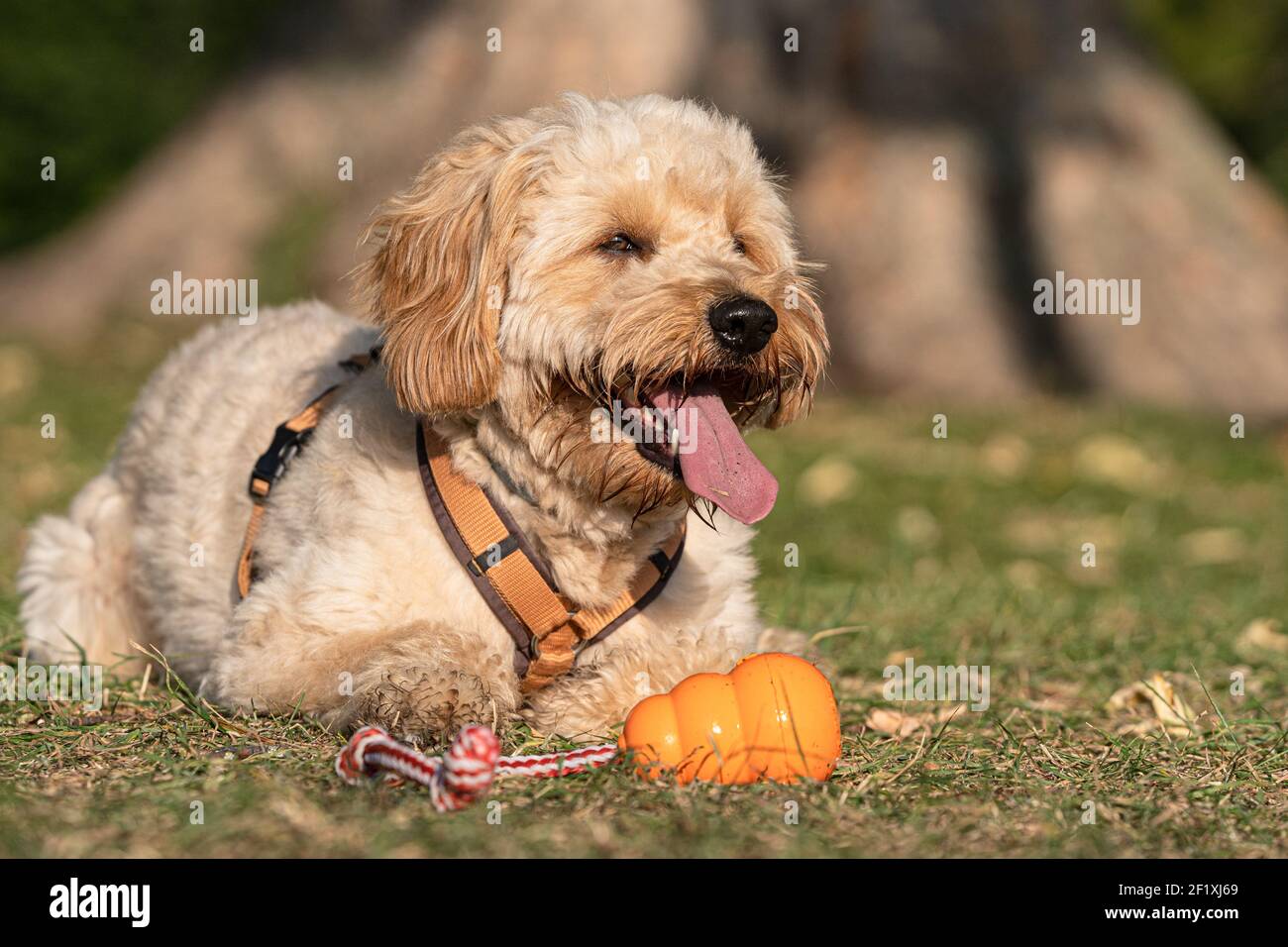 Goldendoodle Foto Stock