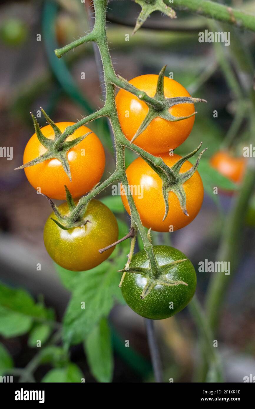 Issaquah, Washington, Stati Uniti. Super Sweet 100 pomodori ciliegini maturazione. Foto Stock