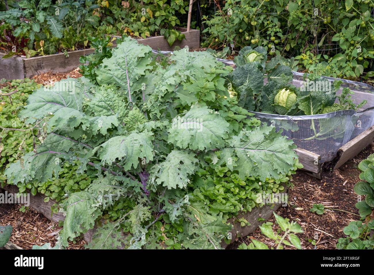 Issaquah, Washington, Stati Uniti. Impianto russo di Red Kale. Questo kale di Heirloom è conosciuto anche come Broccoli canadese, Jack Ragged e kale russo-siberiano. Foto Stock