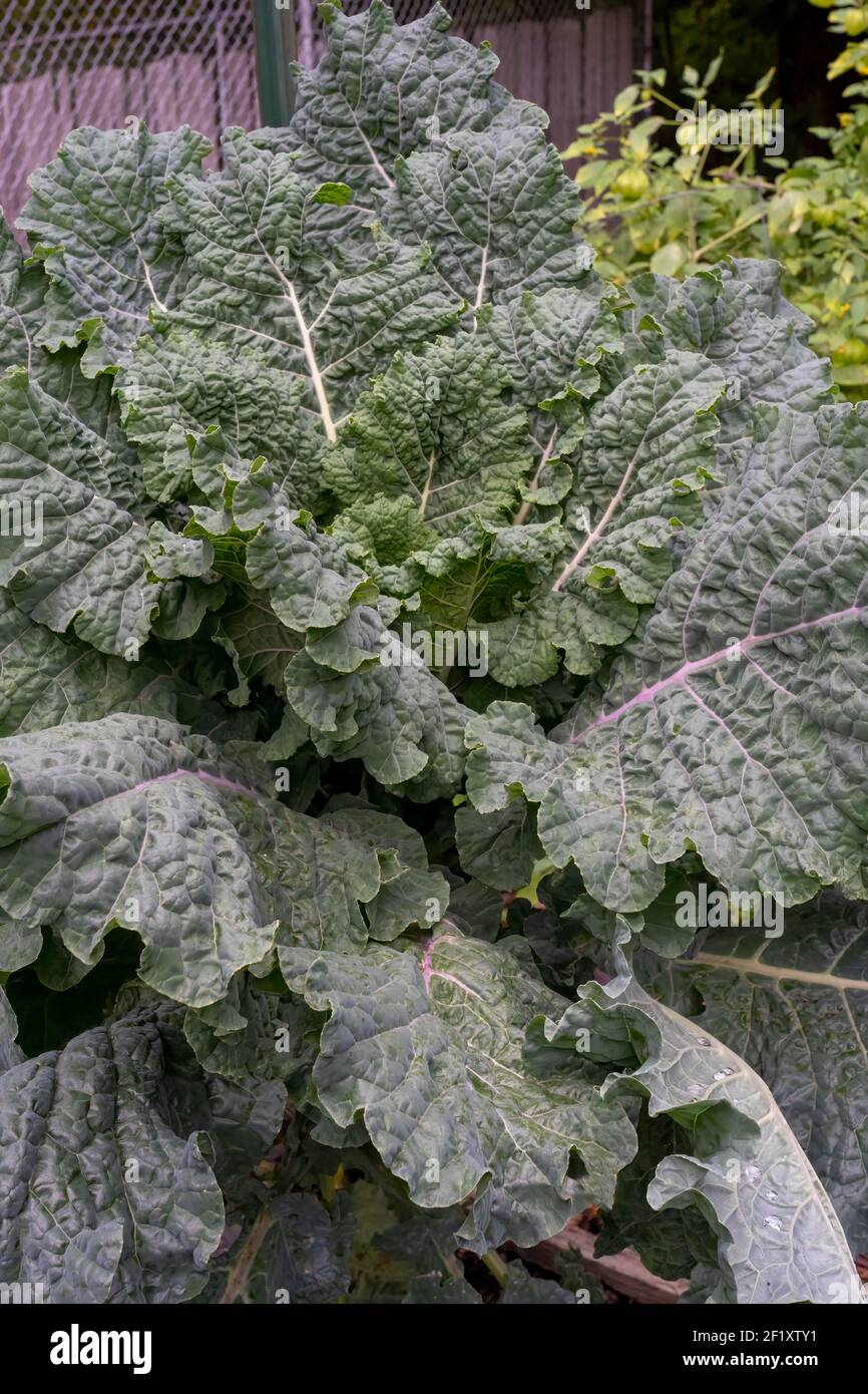 Issaquah, Washington, Stati Uniti. Arcobaleno Lacinato Kale pianta. Si tratta di una croce di Lacinato con il kale Redbor. Foto Stock