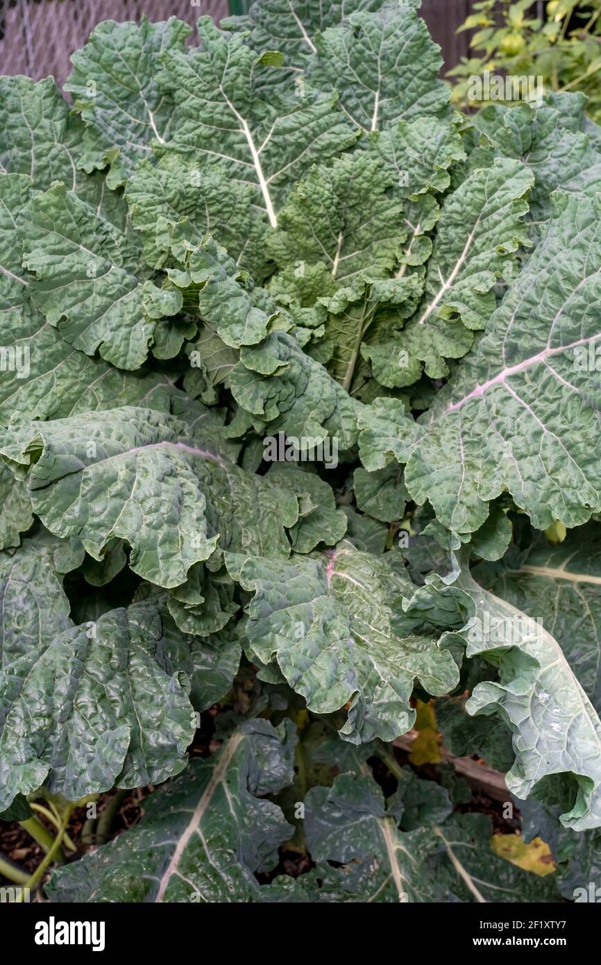 Issaquah, Washington, Stati Uniti. Arcobaleno Lacinato Kale pianta. Si tratta di una croce di Lacinato con il kale Redbor. Foto Stock