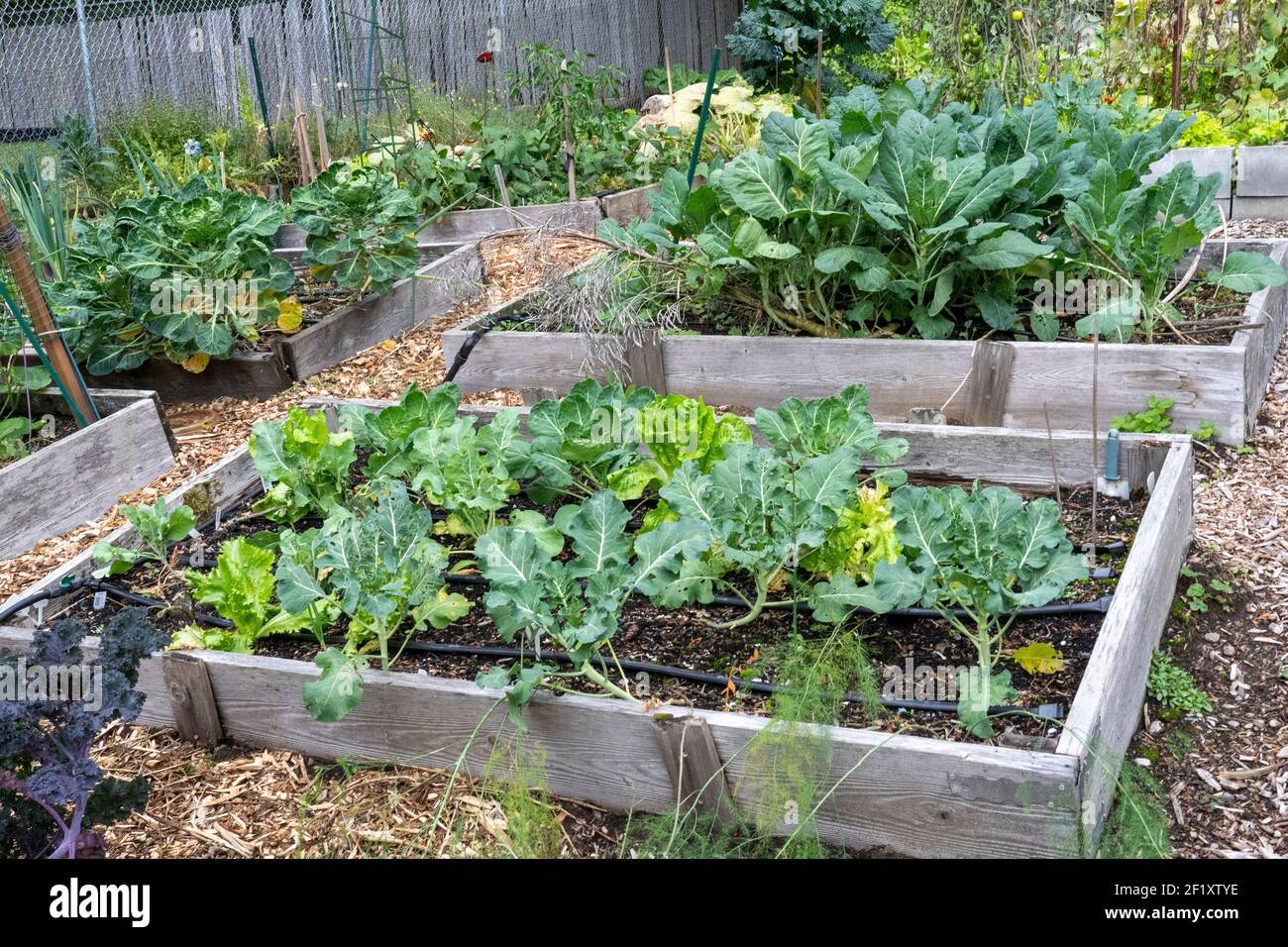 Issaquah, Washington, Stati Uniti. Collard greens, germogli di brussel, finocchio, broccoli e foglie di lattuga piante che crescono in giardini di letto rialzato. Foto Stock