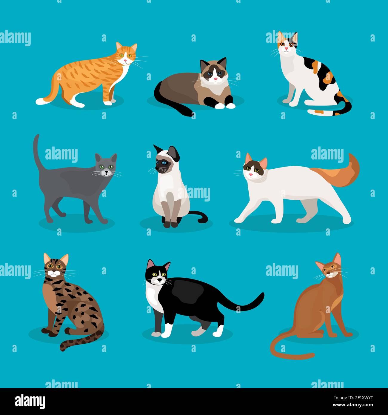 Insieme di gatti vettoriali che raffigurano razze diverse e colori di pelliccia in piedi seduti e camminando su uno sfondo blu Illustrazione Vettoriale