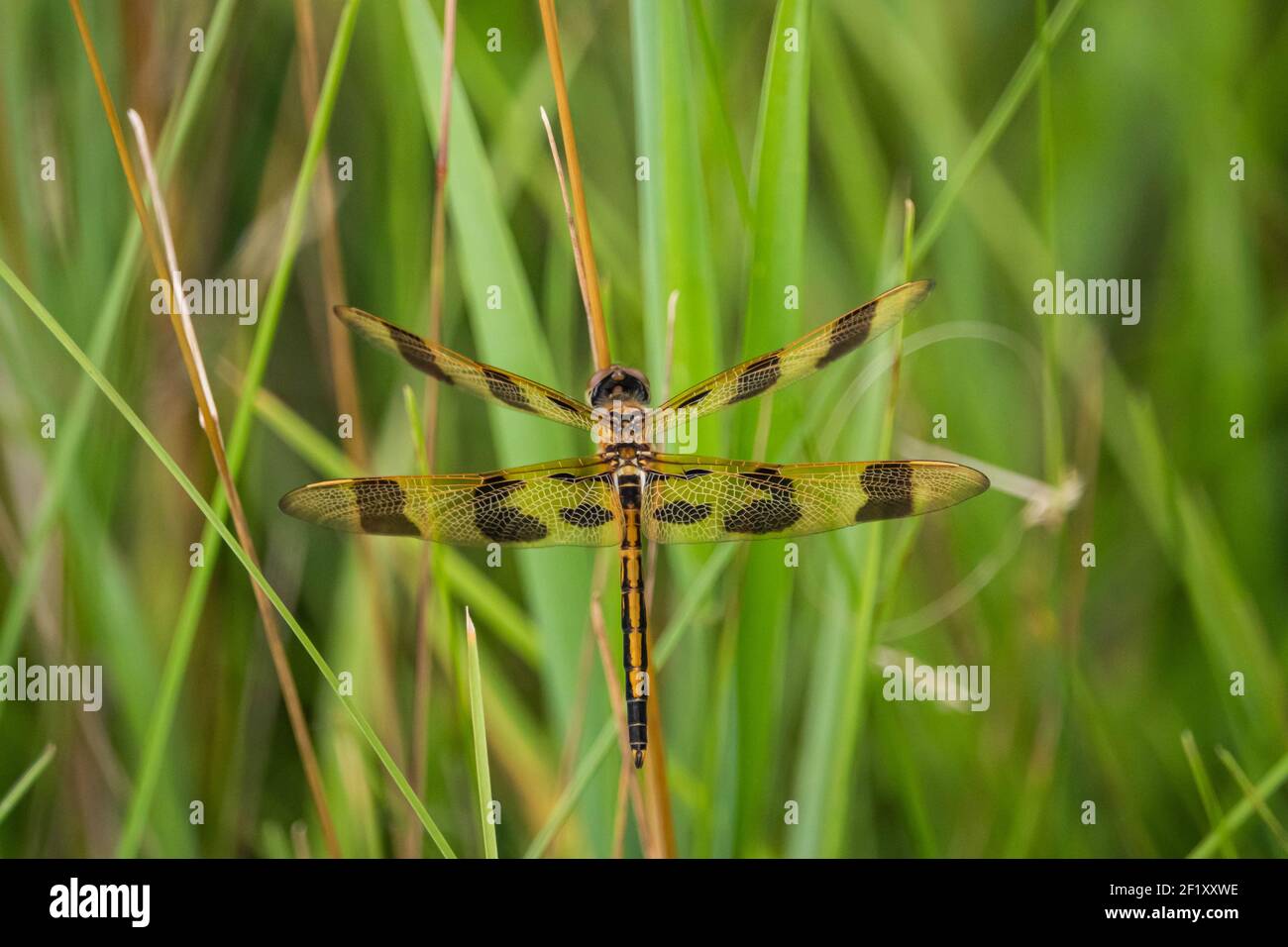 Halloween Pennant Dragonfly in estate Foto Stock