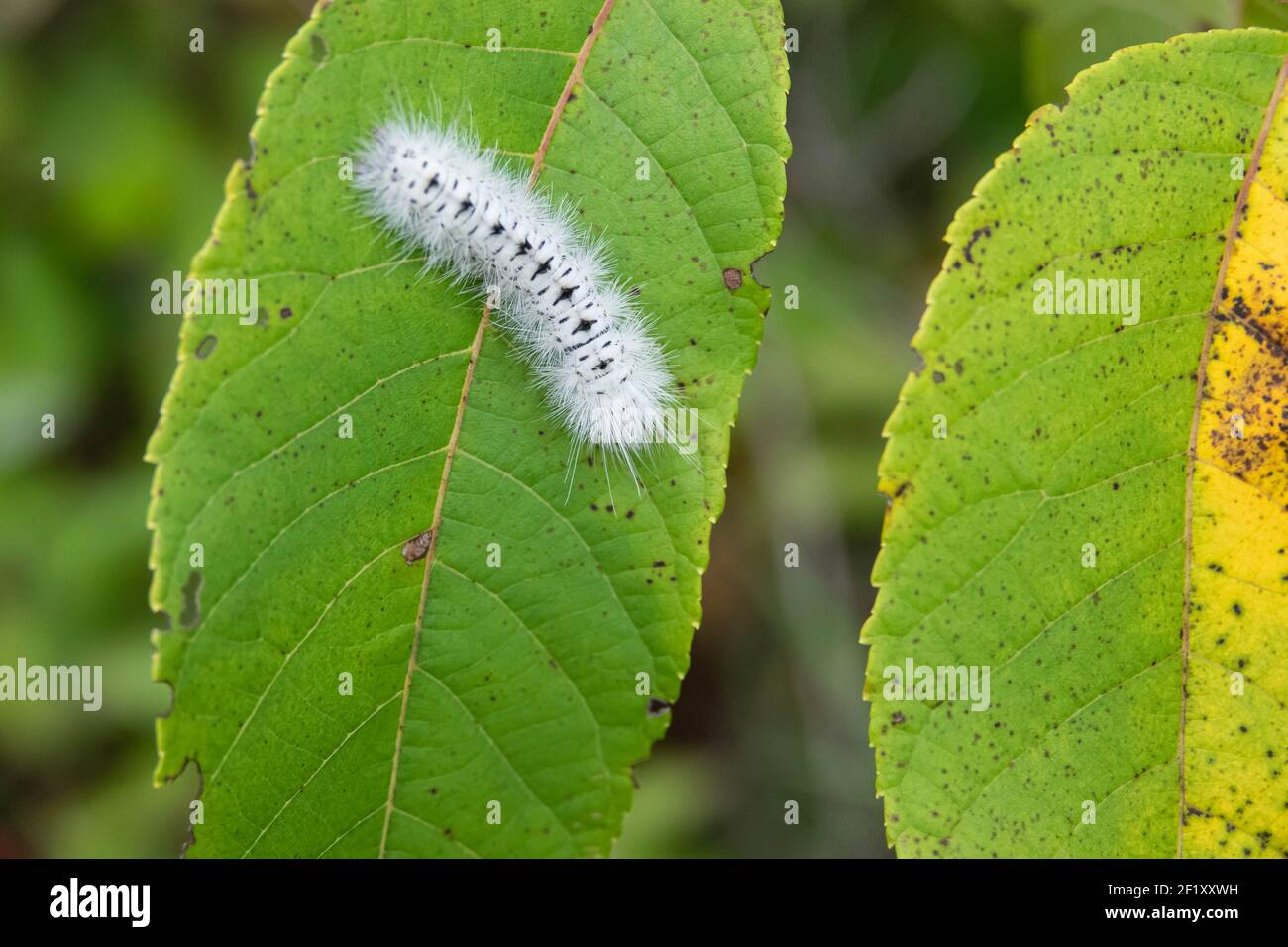 Hickory Tussock Moth Caterpillar in estate Foto Stock