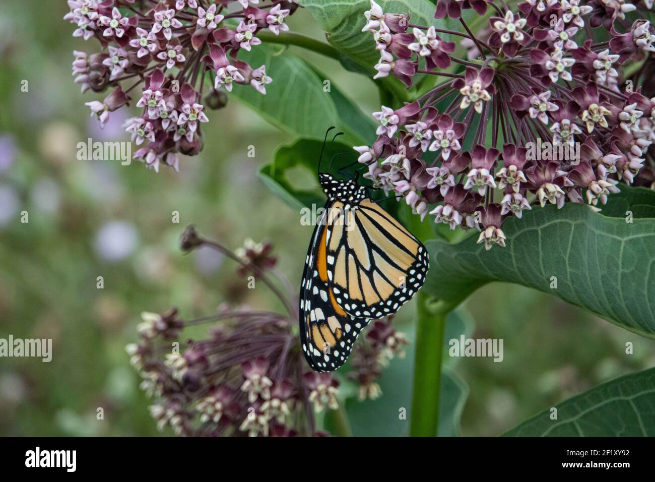Farfalla monarca alimentazione su Milkweed Fiori Foto Stock