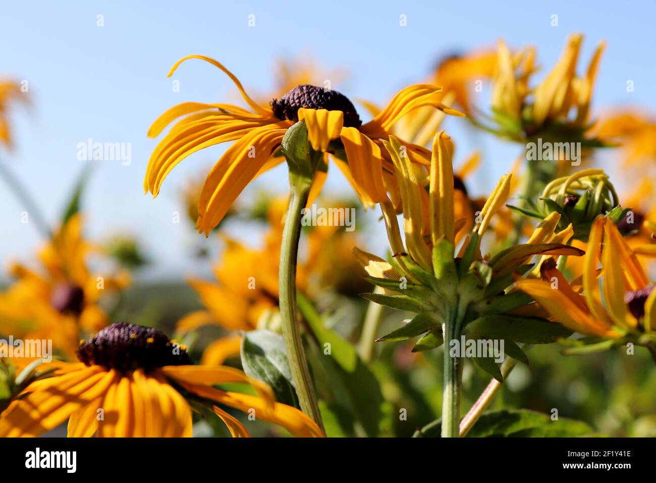 Closeup di fiori di susan con gli occhi neri in fiore contro il cielo Foto Stock