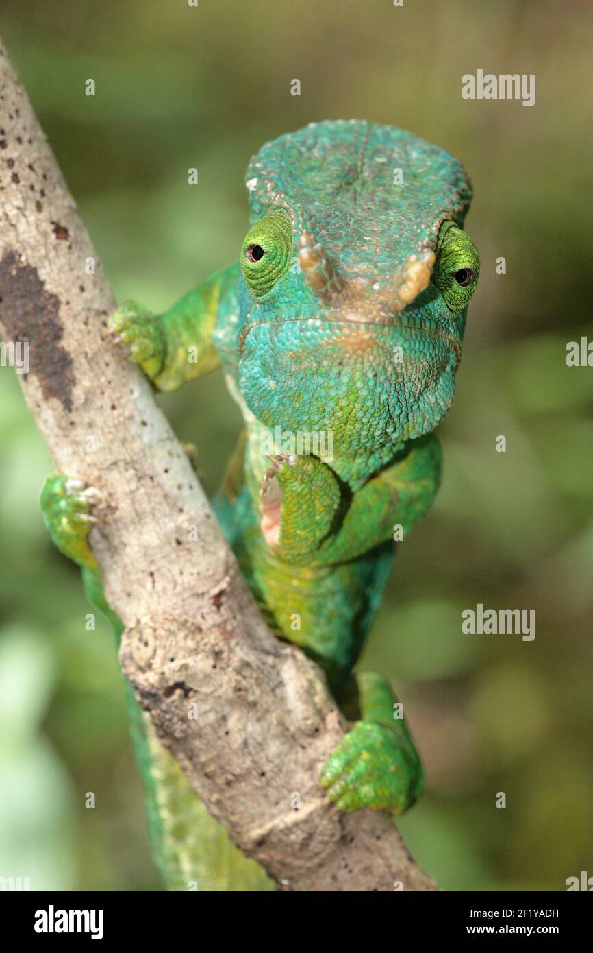 Chameleon maschile di Parson (Calumma parsonii parsonii), Parco Nazionale Andasibe-Mantadia, Madagascar Foto Stock