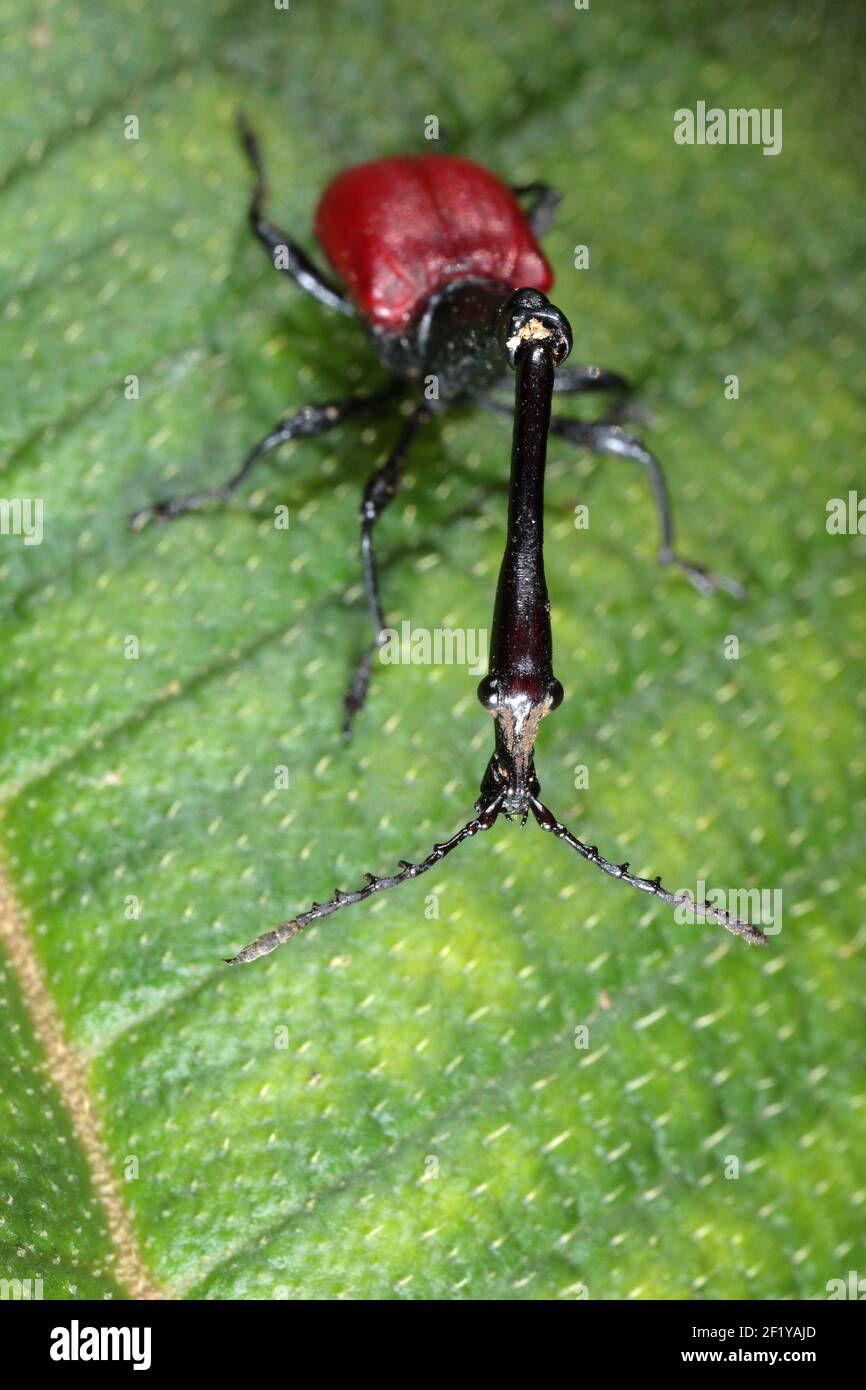 Giraffe Weevil (Trachelohorus giraffa), Parco Nazionale Andasibe-Mantadia, Madagascar Foto Stock