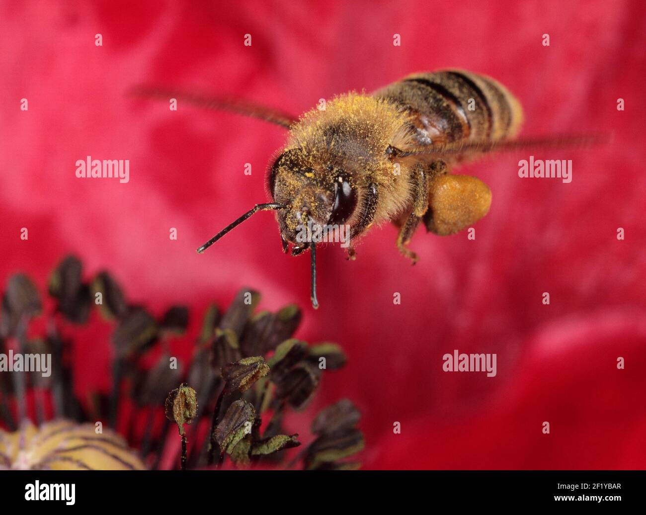 Honeybee europeo (Apis mellifera) che si snodano sul papavero rosso Foto Stock