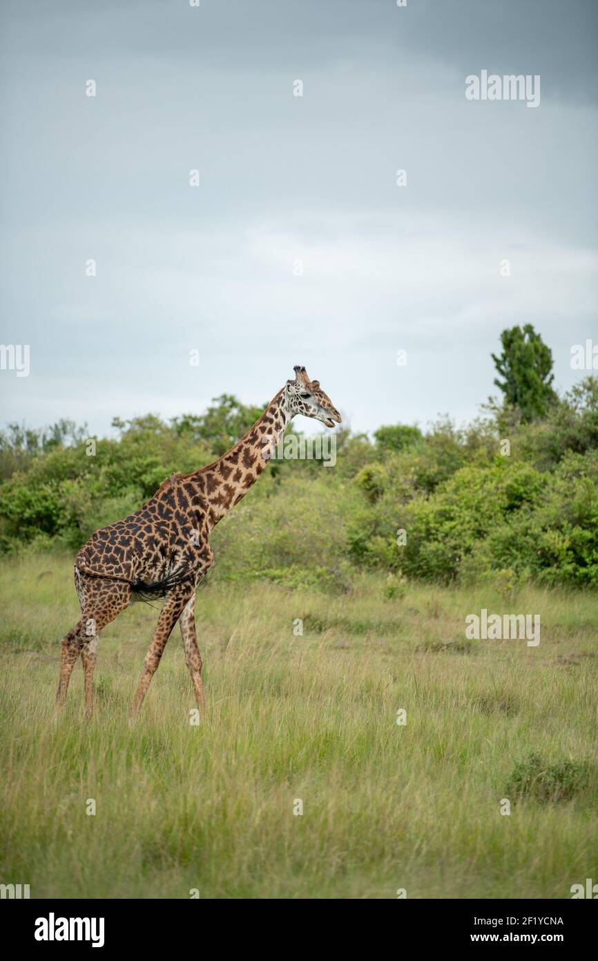 giraffa africana Masai camminando in terra d'erba e cielo nuvoloso drammatico in Masai Mara, kenia Foto Stock