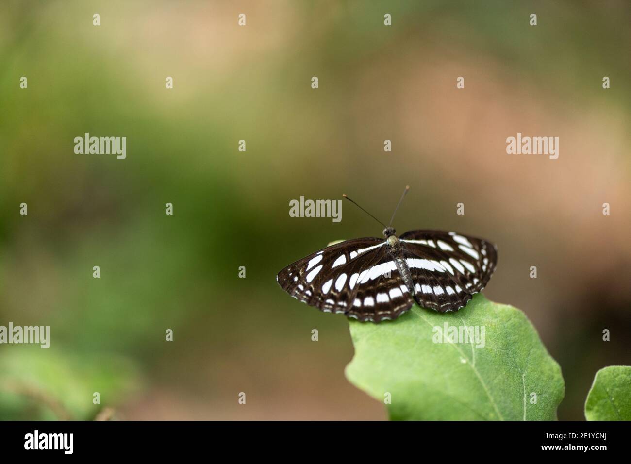 Primo piano e macro foto di Neptis sappho (aliante comune) farfalla in giardino arroccato su una foglia di pianta Foto Stock