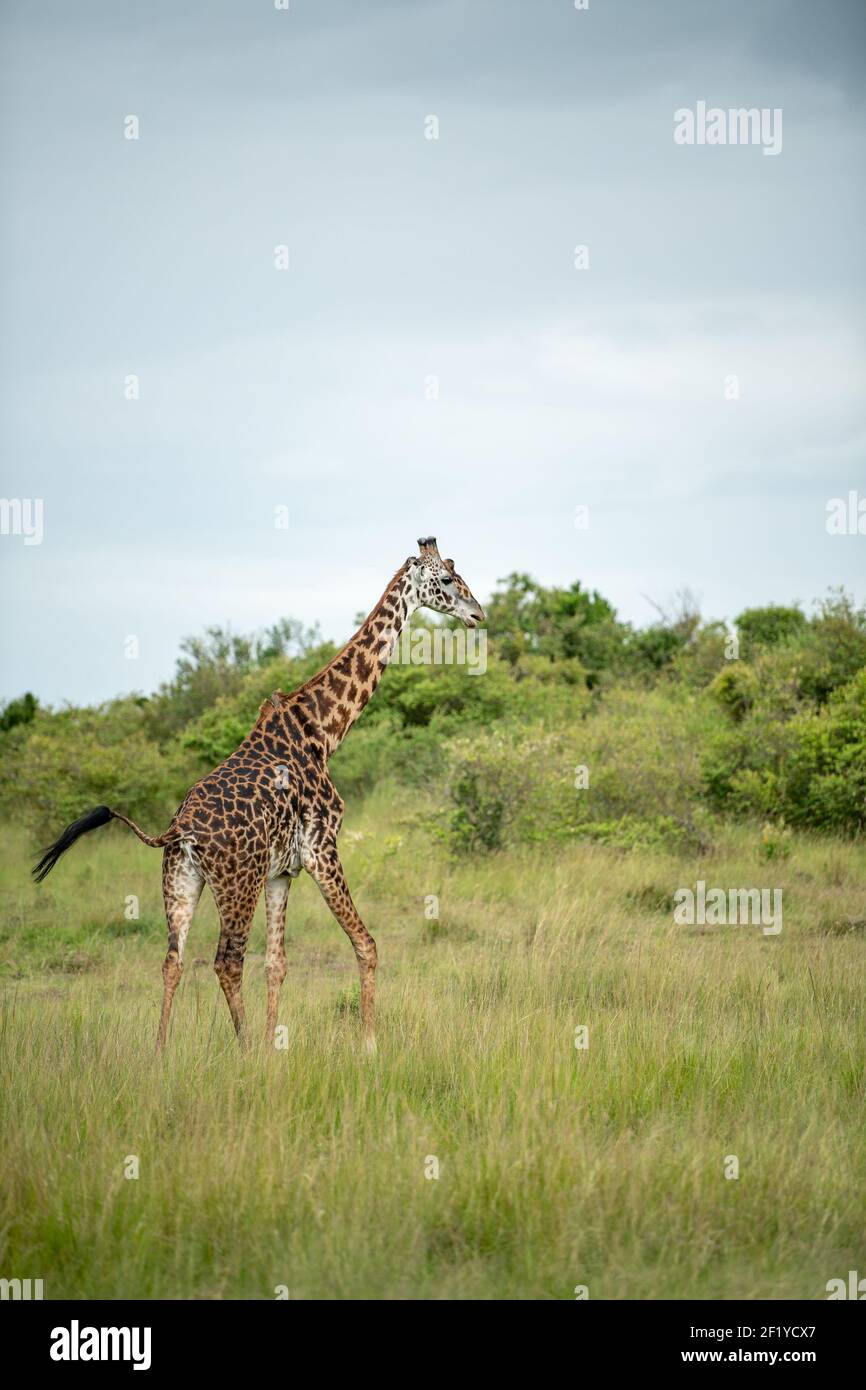 giraffa africana Masai camminando in terra d'erba e cielo nuvoloso drammatico in Masai Mara, kenia Foto Stock