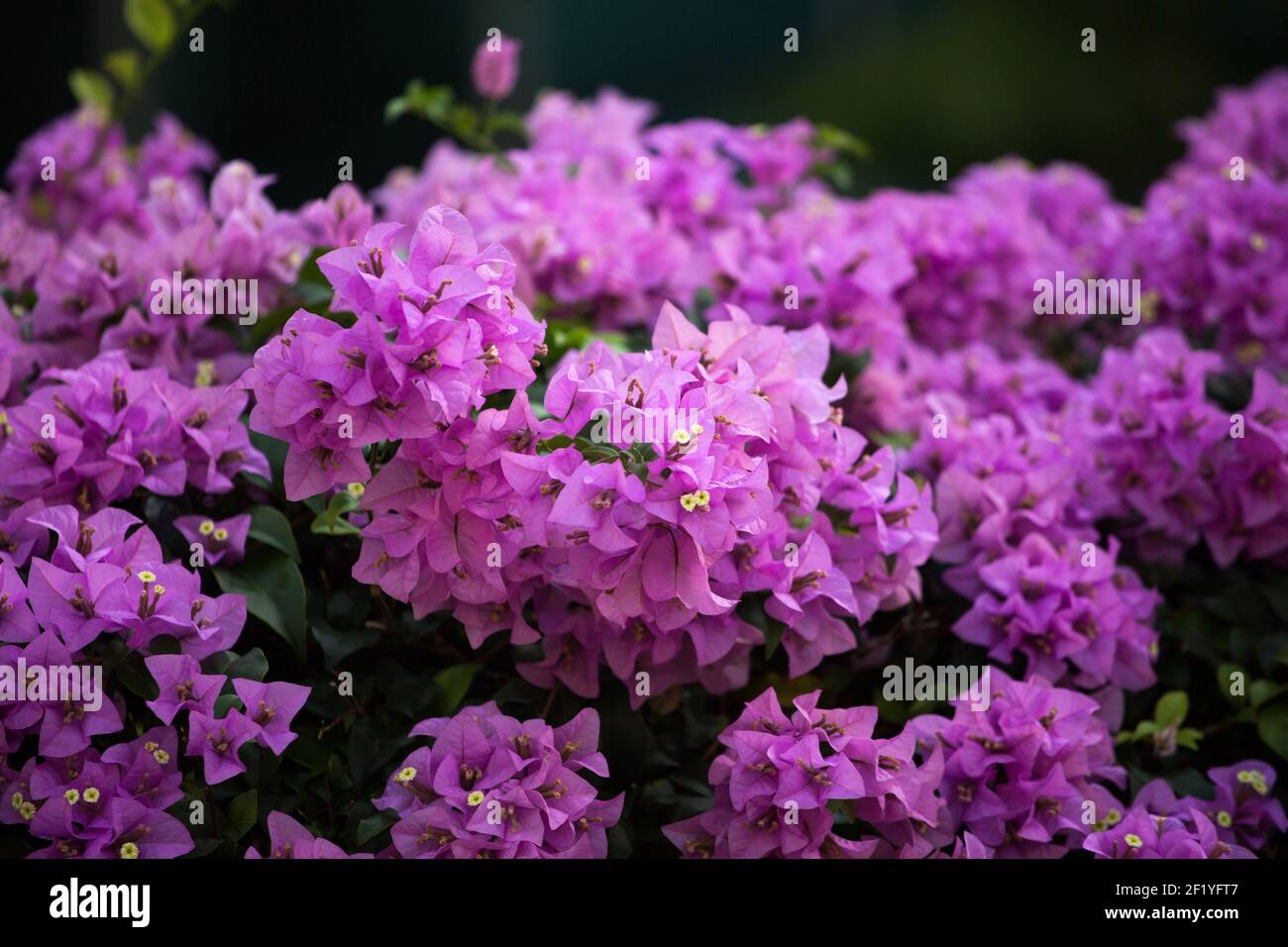 Primo piano di piante viola buganvillee all'ombra. Foto Stock