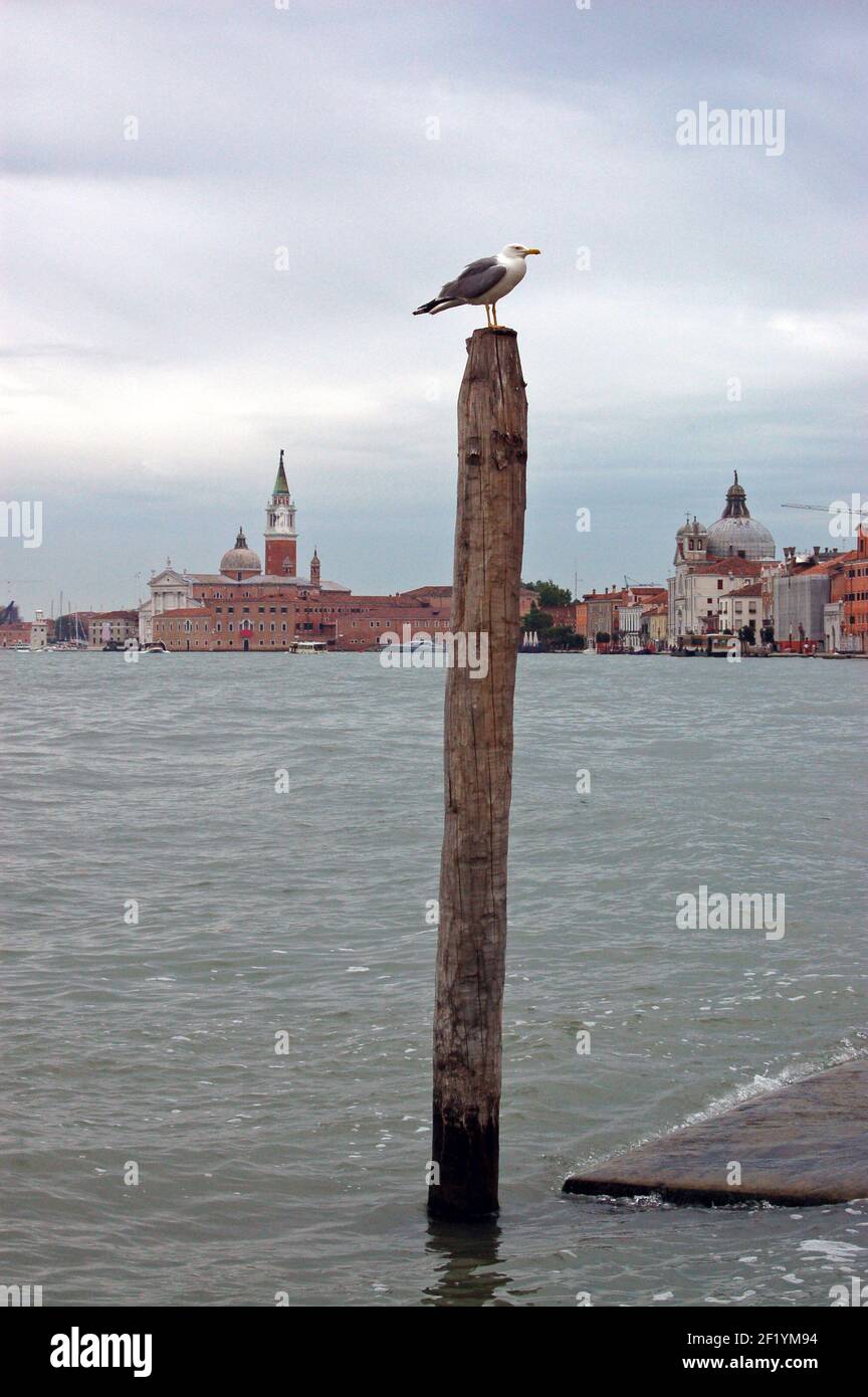 Un gabbiano aringhe si trova in uno dei più pittoreschi Vista a venezia con l'Isola di San Giorgio a. I sid di sinistra e la chiesa di le Zi Foto Stock