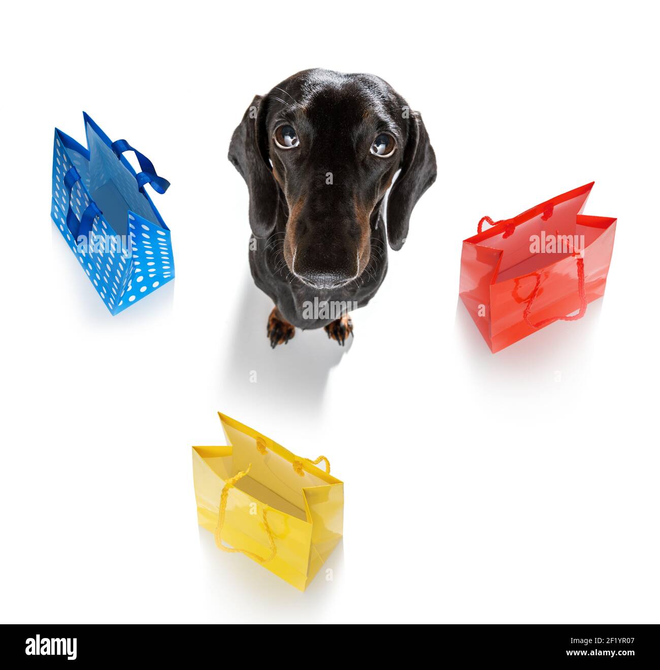 Vendita cane shopping Foto Stock
