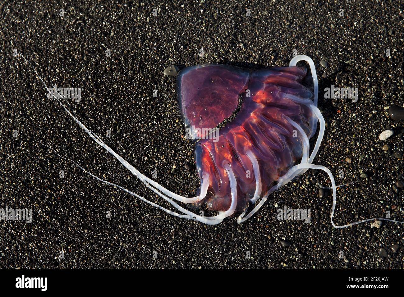 Medusa o Medusa, sulla spiaggia di sabbia nera, Breidarmerkursandur, Islanda, Europa Foto Stock