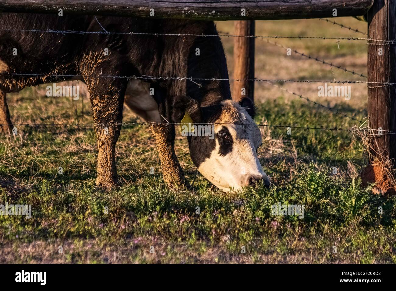La mucca baldy nera con le gambe fangose raggiunge sotto un recinto di filo spinato per mangiare l'erba sull'altro lato. Foto Stock