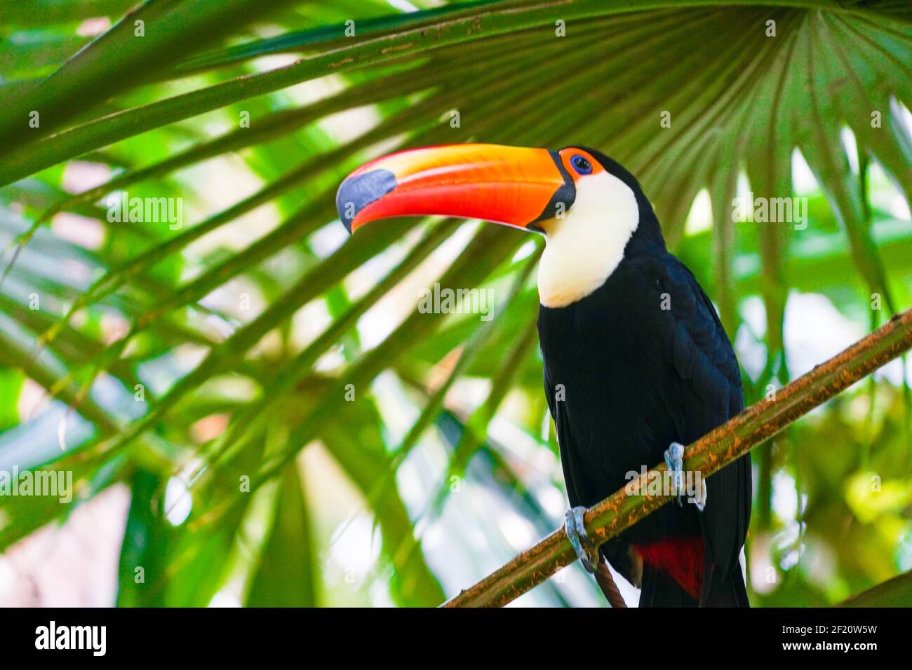 Toco Toucan (uccello tropicale colorato) Foto Stock