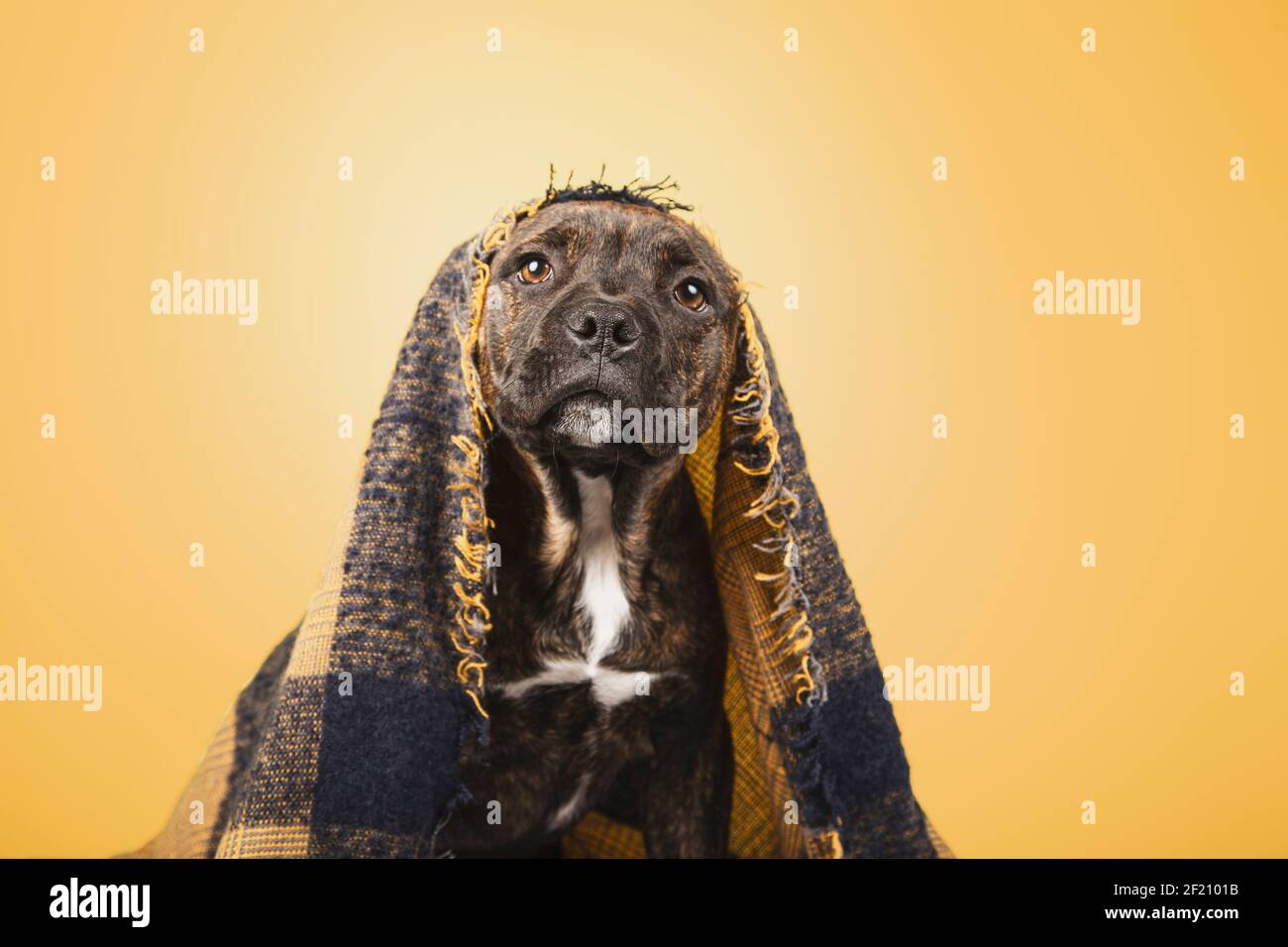 Puppy divertente coperto con una coperta di lana isolato su giallo sfondo Foto Stock