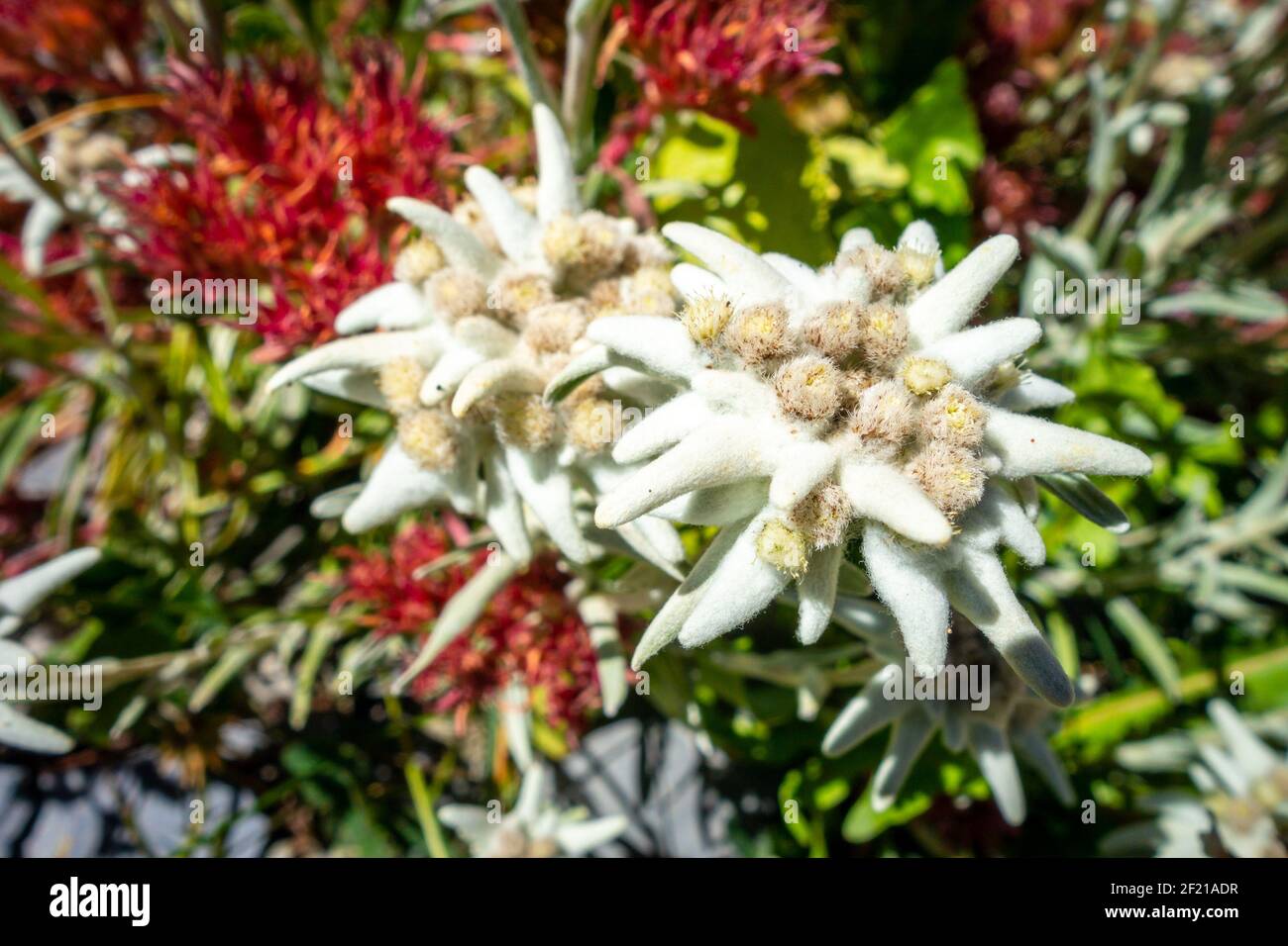 Fiori Edelweiss nel Parco Nazionale della Vanoise, Francia Foto Stock