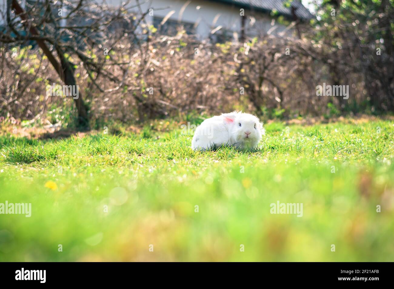 carino coniglio bianco in erba verde nel giardino Foto Stock