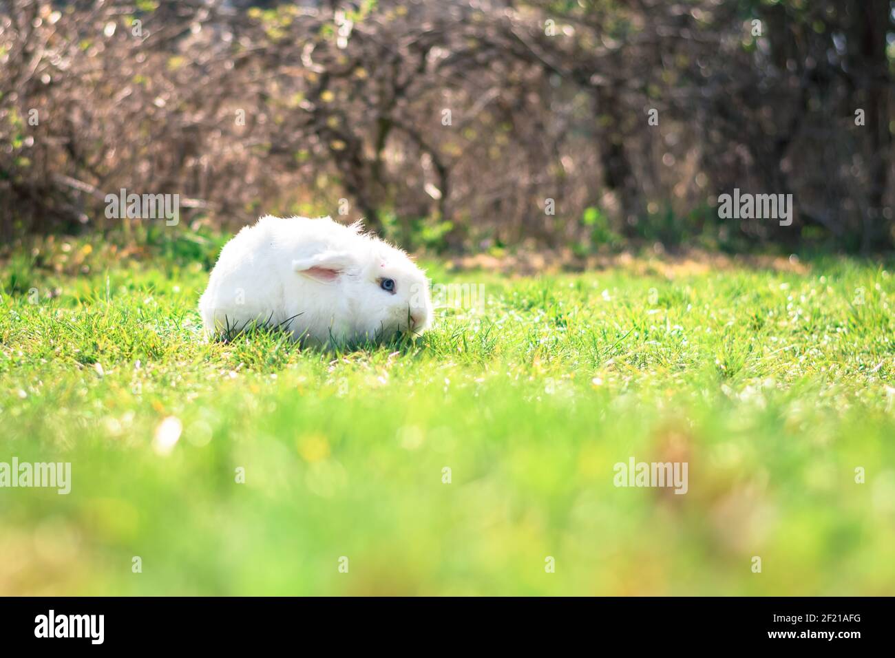 carino coniglio bianco in erba verde nel giardino Foto Stock