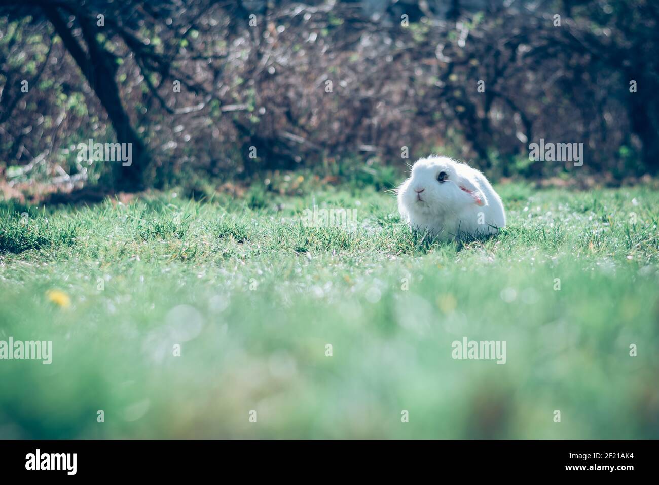 carino coniglio bianco in erba verde nel giardino Foto Stock