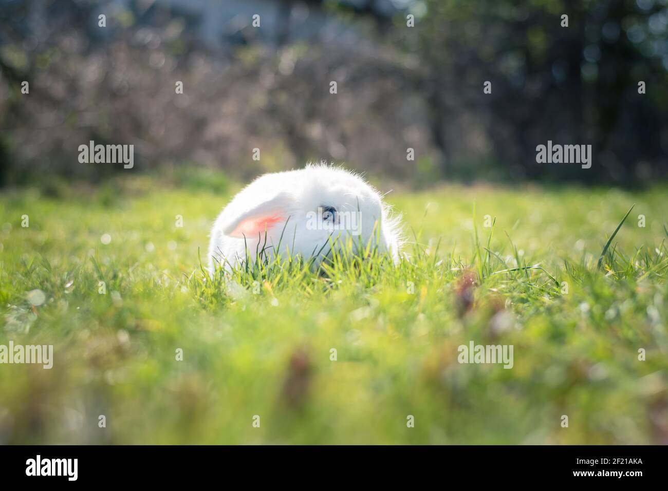 carino coniglio bianco in erba verde nel giardino Foto Stock