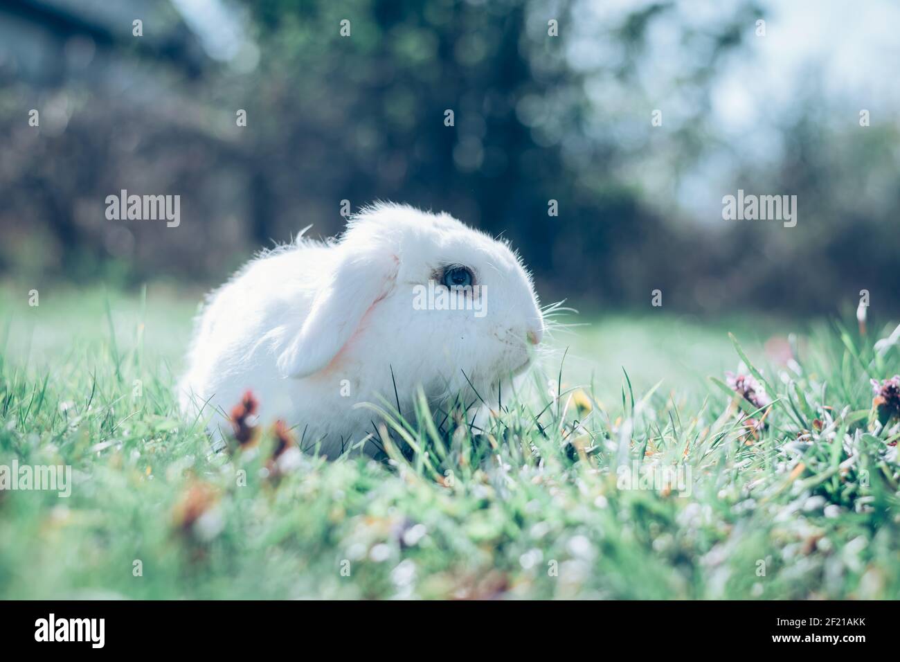 carino coniglio bianco in erba verde nel giardino Foto Stock
