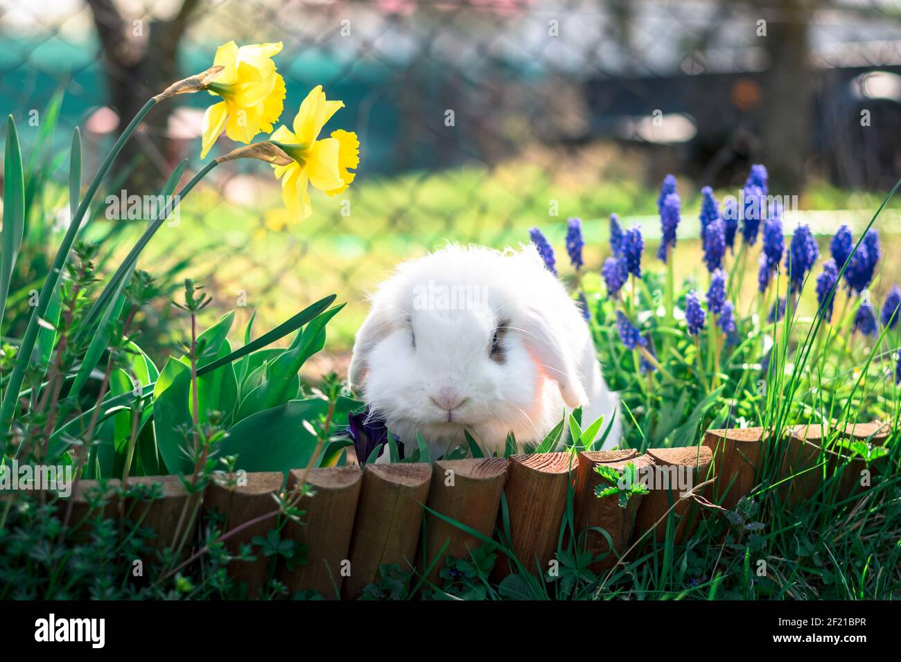 carino coniglio bianco in erba verde nel giardino Foto Stock
