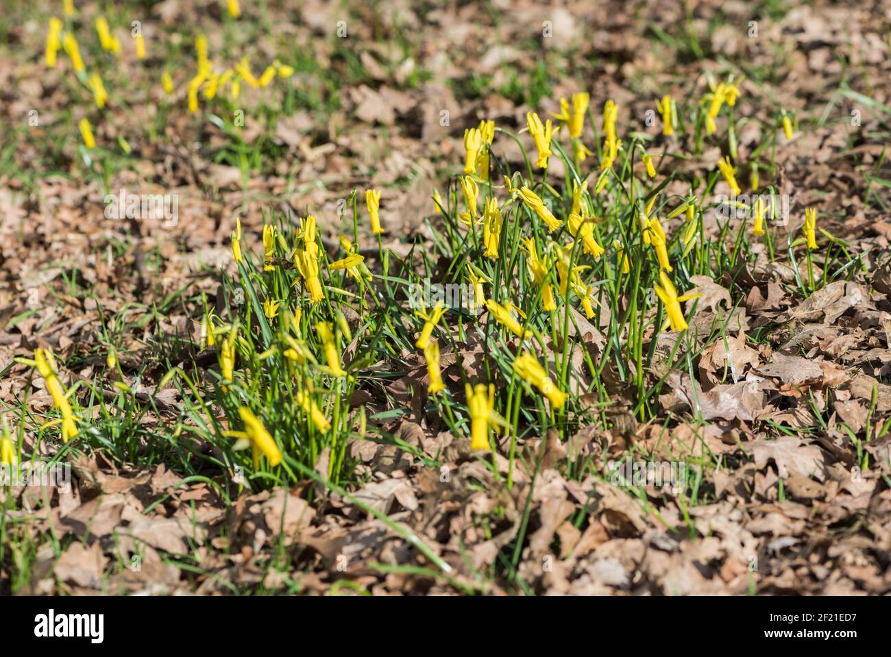 Massa di narcisi a fiore di ciclamino (Narcissus ciclamineus) Foto Stock