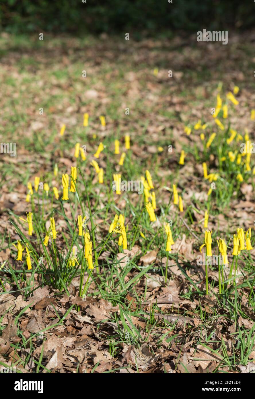 Massa di narcisi a fiore di ciclamino (Narcissus ciclamineus) Foto Stock