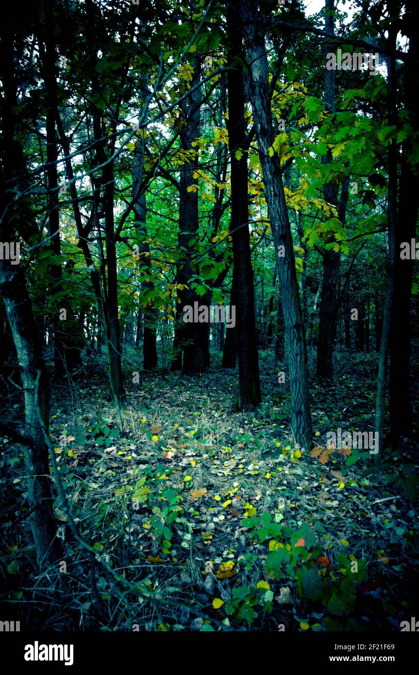 misterioso percorso oscuro nella foresta Foto Stock