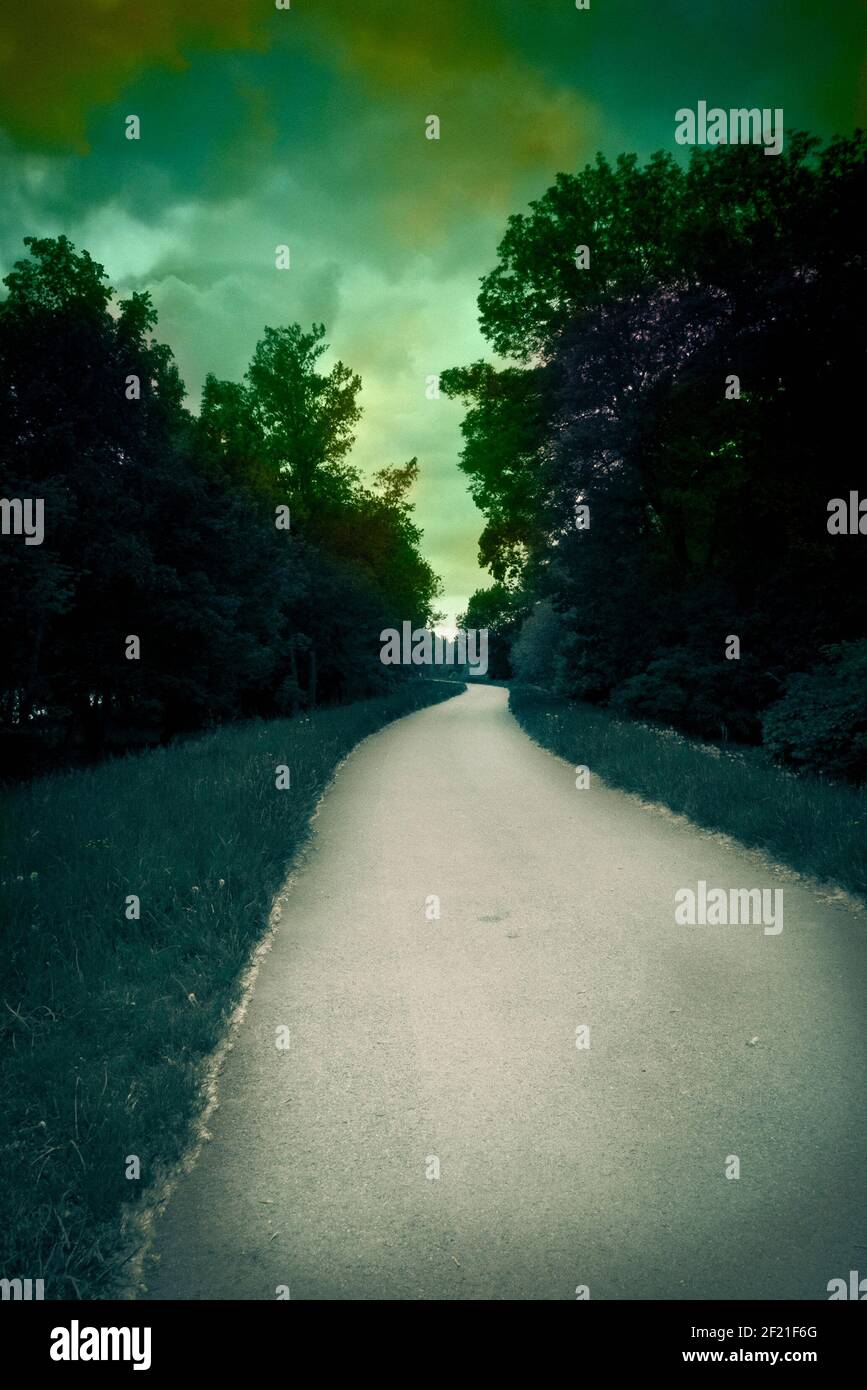 misteriosa strada vuota e alberi Foto Stock