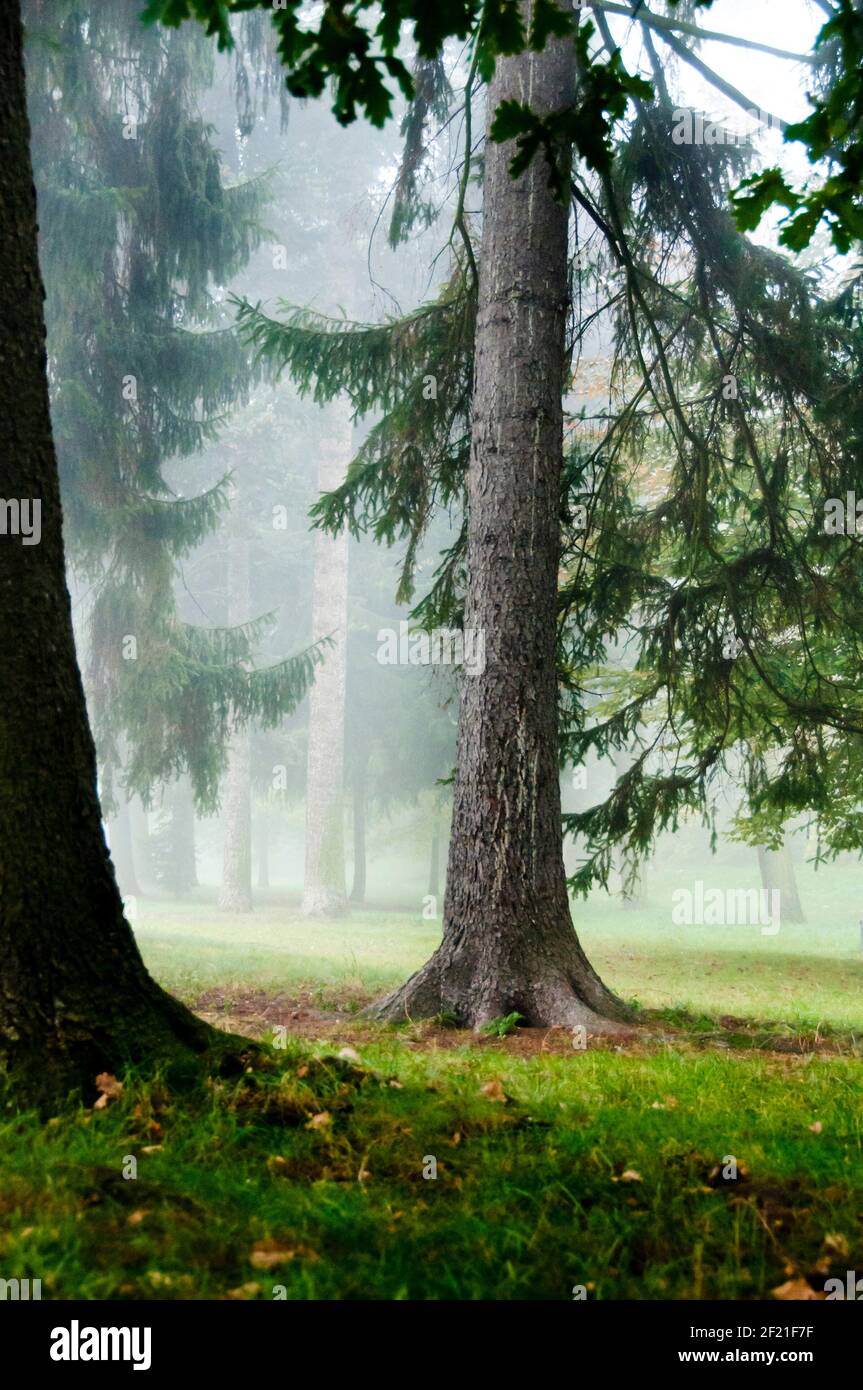 alberi in una foresta in una giornata di nebbia Foto Stock