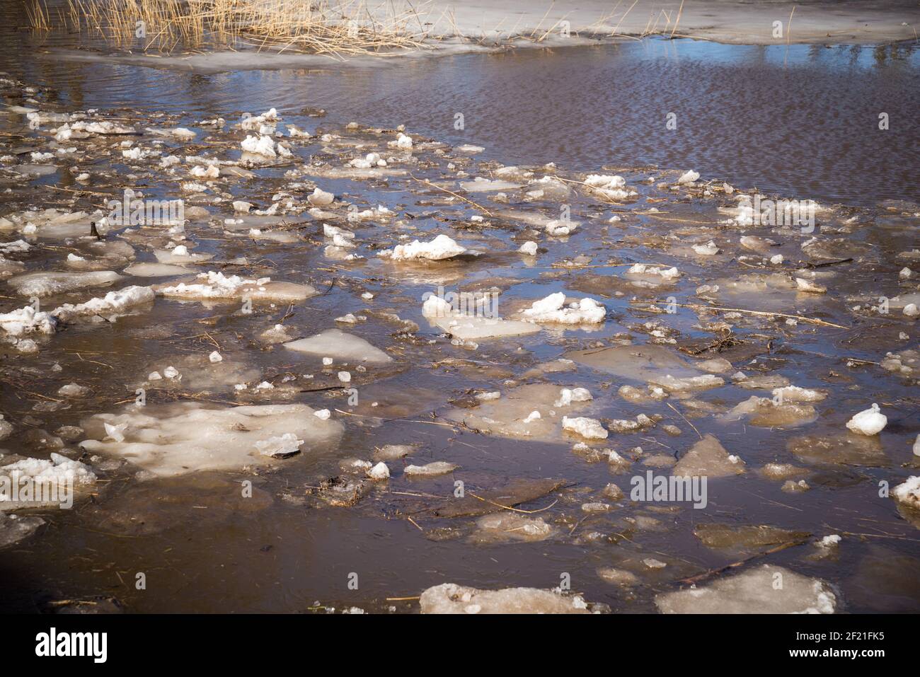 Inondazioni di primavera. Un prato allagato con pezzi fusi di ghiaccio e canne che scorrono attraverso l'acqua in una calda giornata di primavera Foto Stock