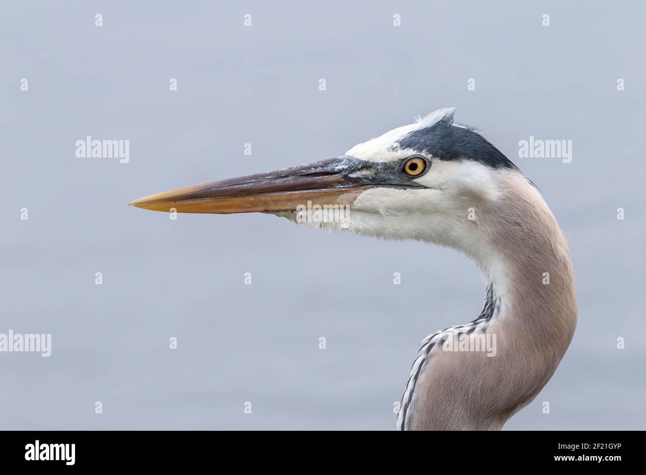 Grande airone blu, Ardea herodias, primo piano di testa e becco di singolo adulto, Eveglades, Florida, USA Foto Stock