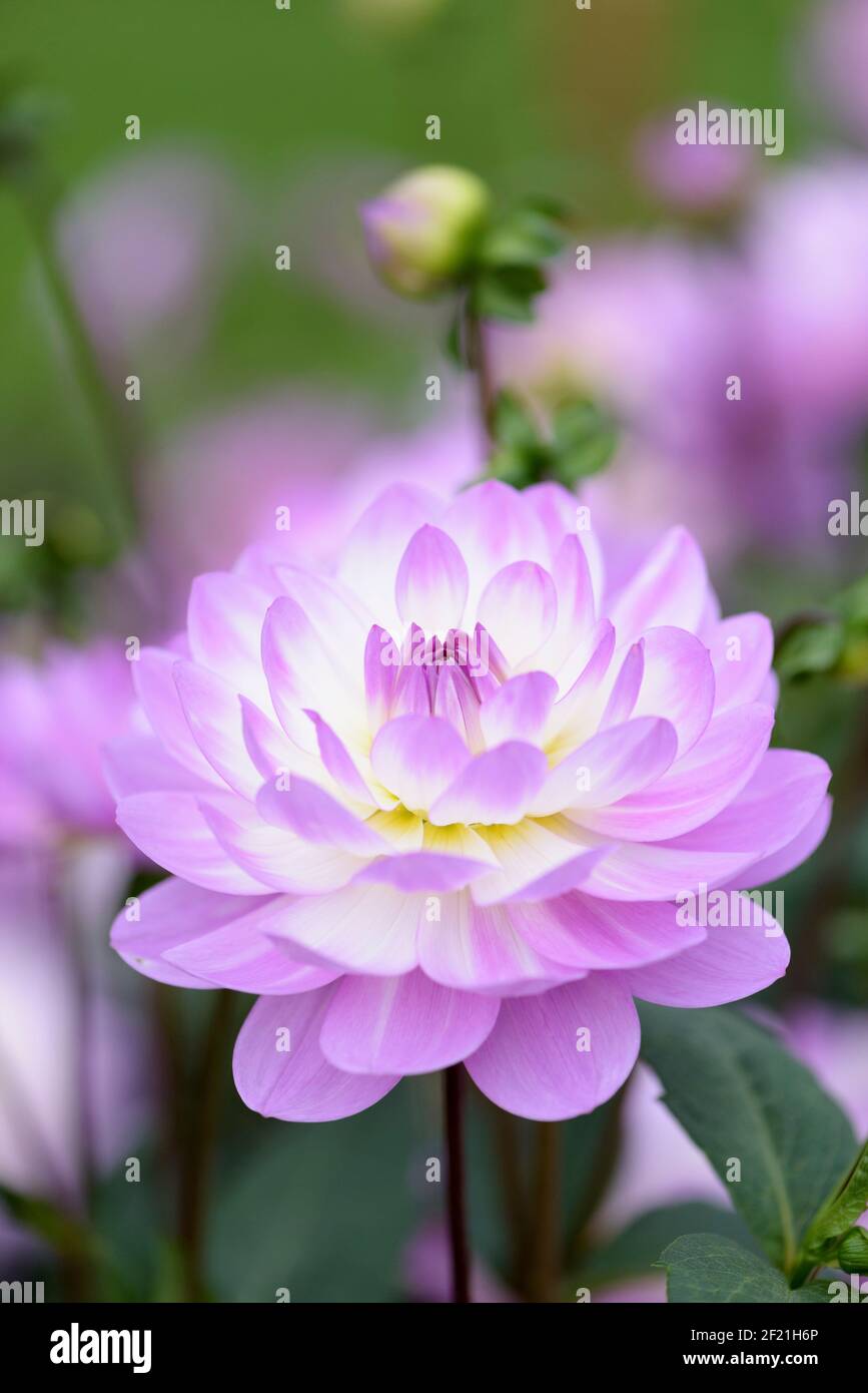 Dahlia 'Ocean Bird'. Dahlia decorativa, fiori doppi pinkish-purple Foto Stock