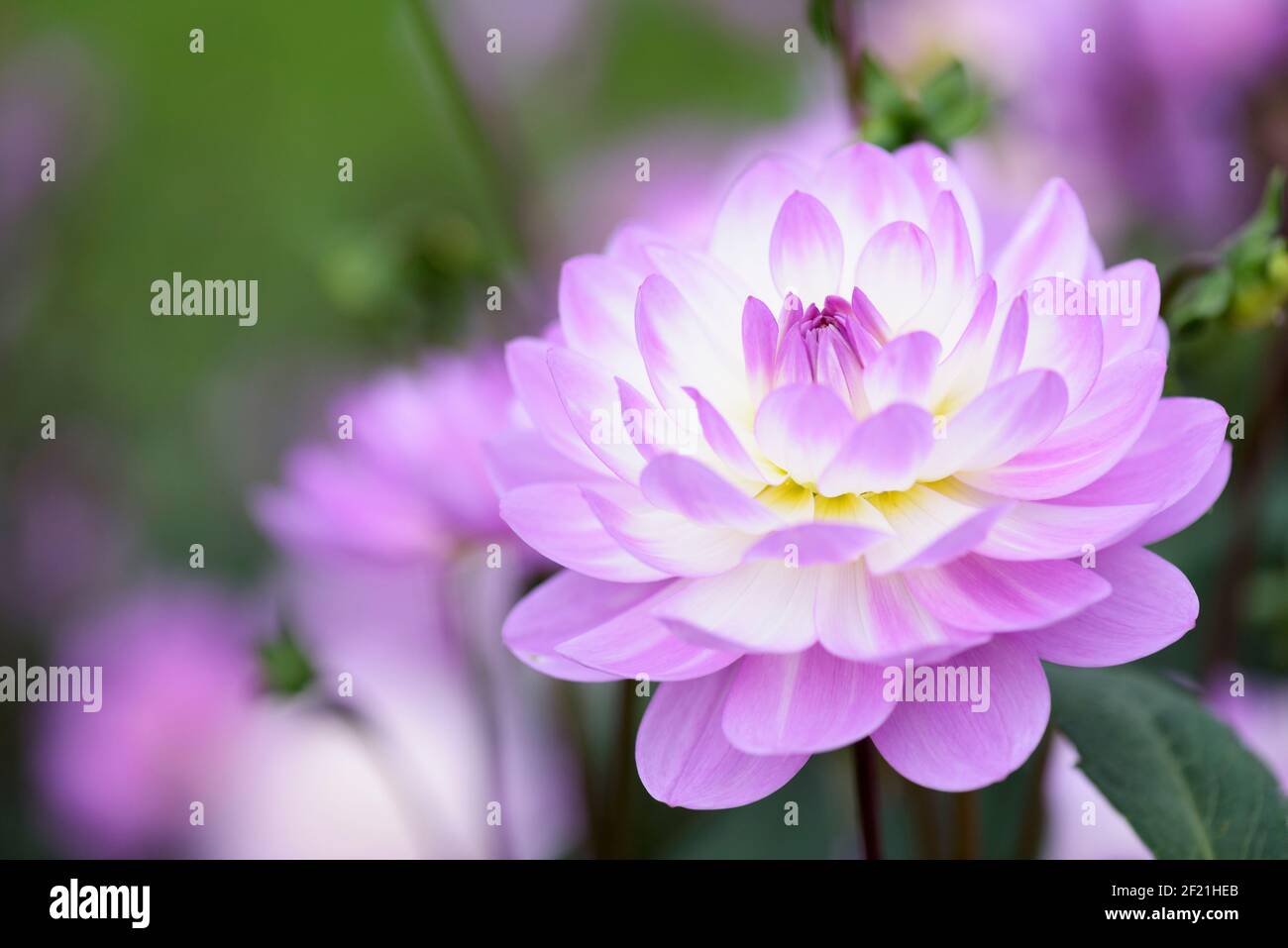 Dahlia 'Ocean Bird'. Dahlia decorativa, fiori doppi pinkish-purple Foto Stock