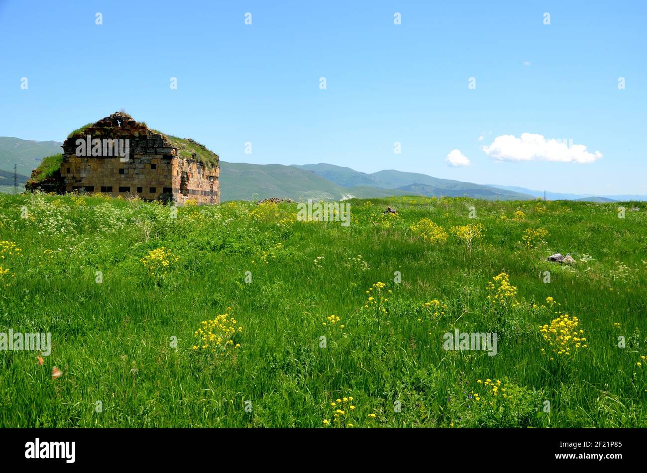 Bel prato fiorito sulla zona della fortezza di Lori, Armenia Foto Stock