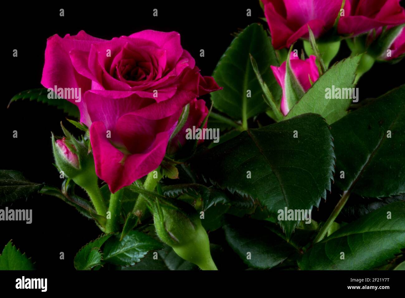 Vista in miniatura del closeup rosa isolato su uno sfondo nero Foto Stock