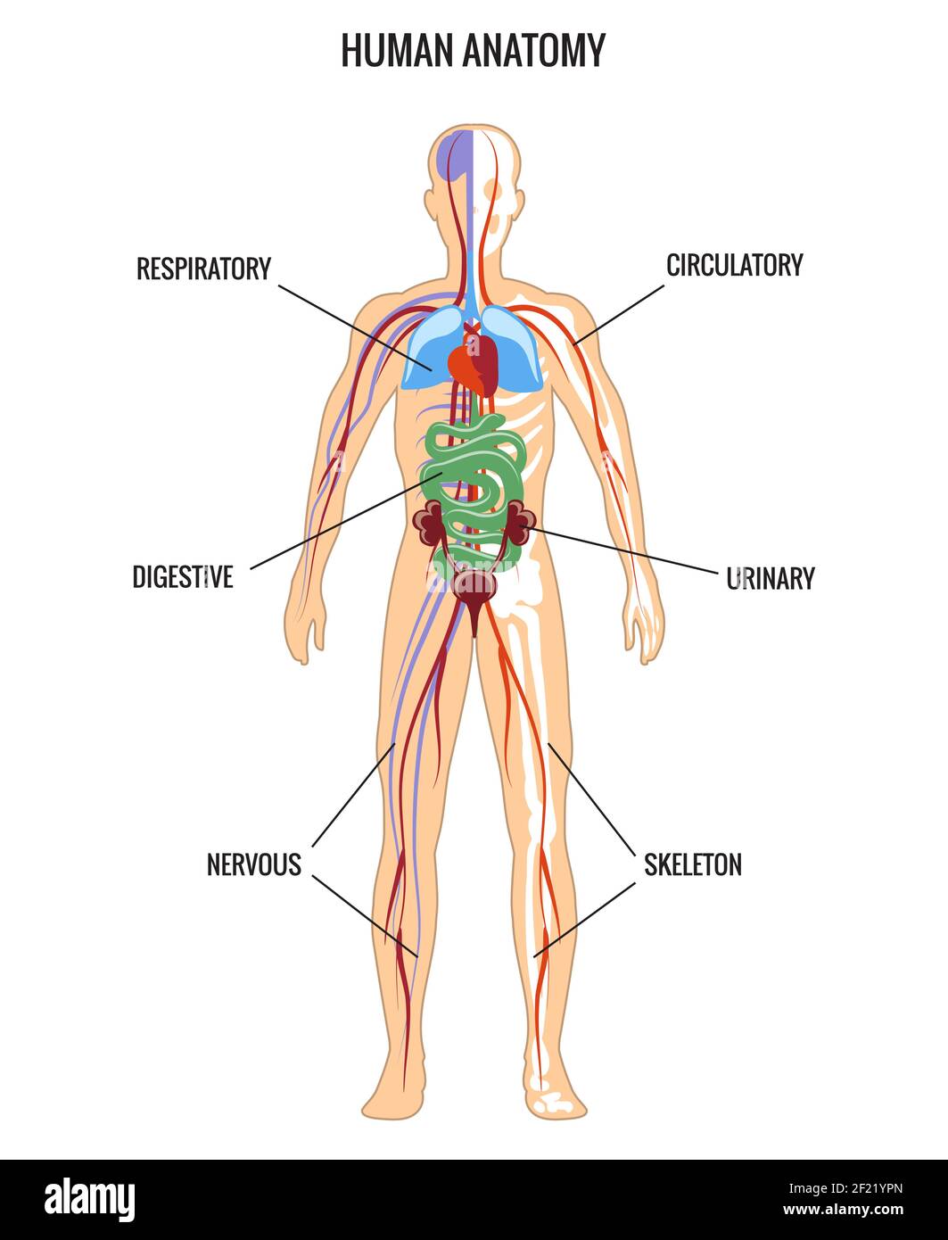 Anatomia umana. Urinario e digestivo, scheletro e respiratorio, nervoso. Illustrazione vettoriale Illustrazione Vettoriale