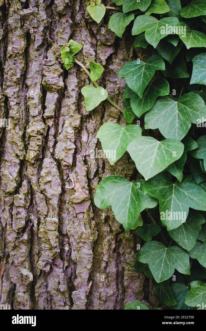 Foglie di edera verde che coprono la corteccia di un vecchio albero Foto Stock