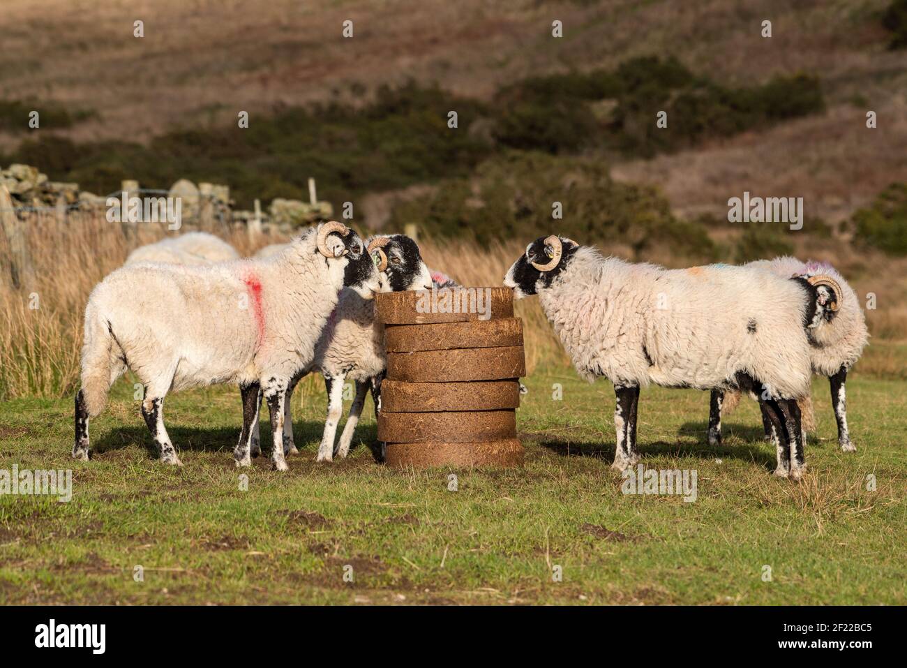 Swaledale pecore godendo blocchi di alimentazione prima di lambing su Harrisend cadde vicino a Lancaster, Lancashire. Foto Stock