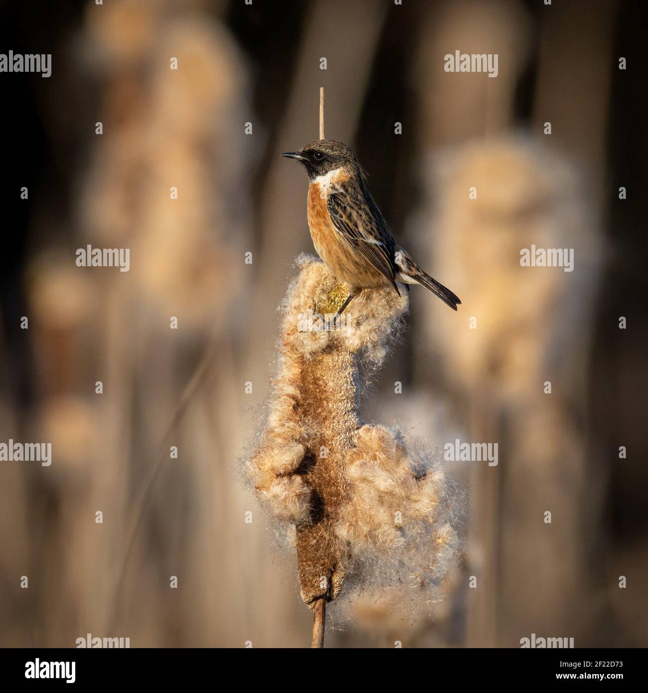 Un maschio Stonechat su un bulrush Foto Stock