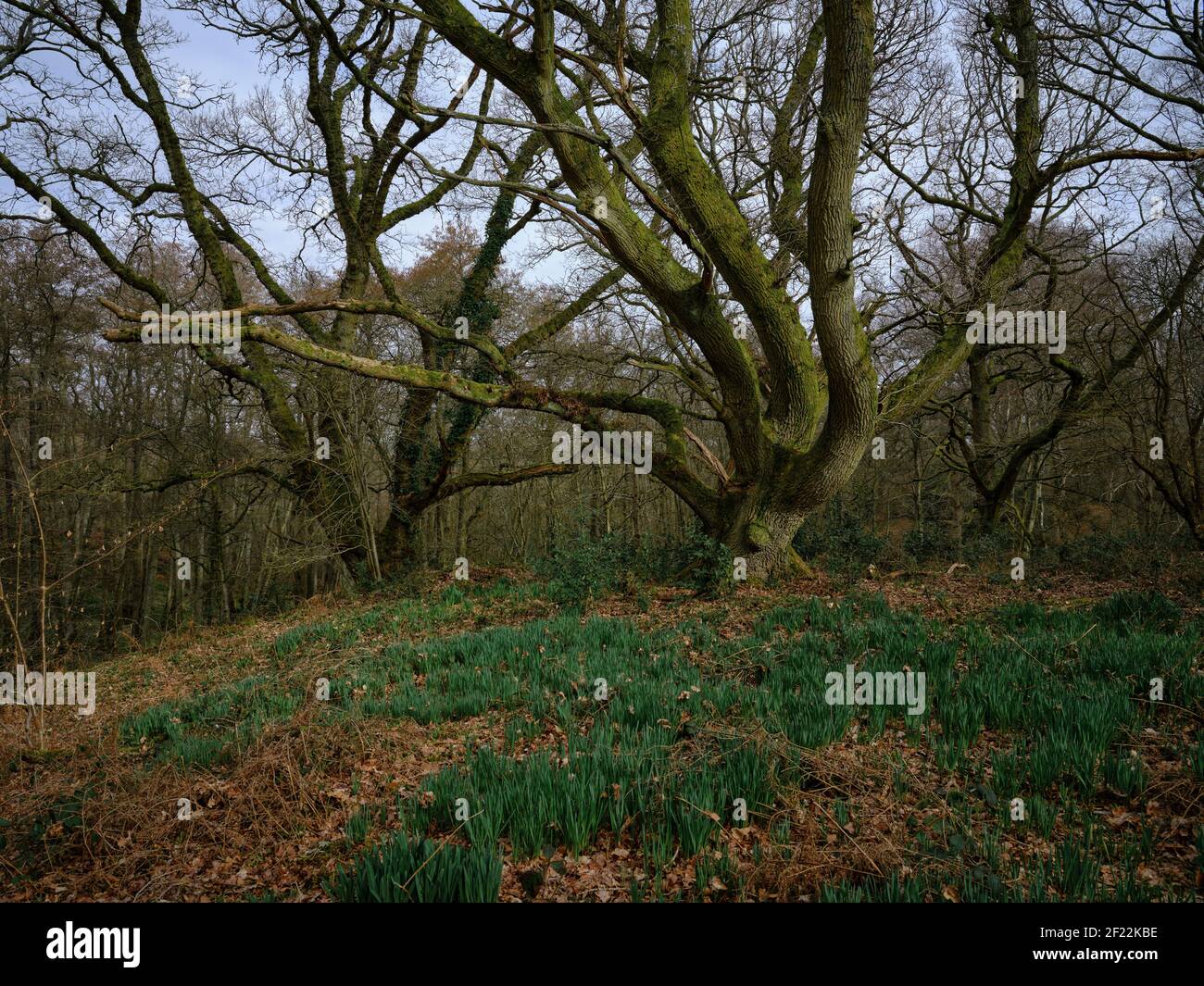 Due grandi alberi circondati da alberi più piccoli in un bosco con nuova crescita che si infrangono attraverso il terreno, mostrando che la primavera è iniziata, Greenham Common Foto Stock