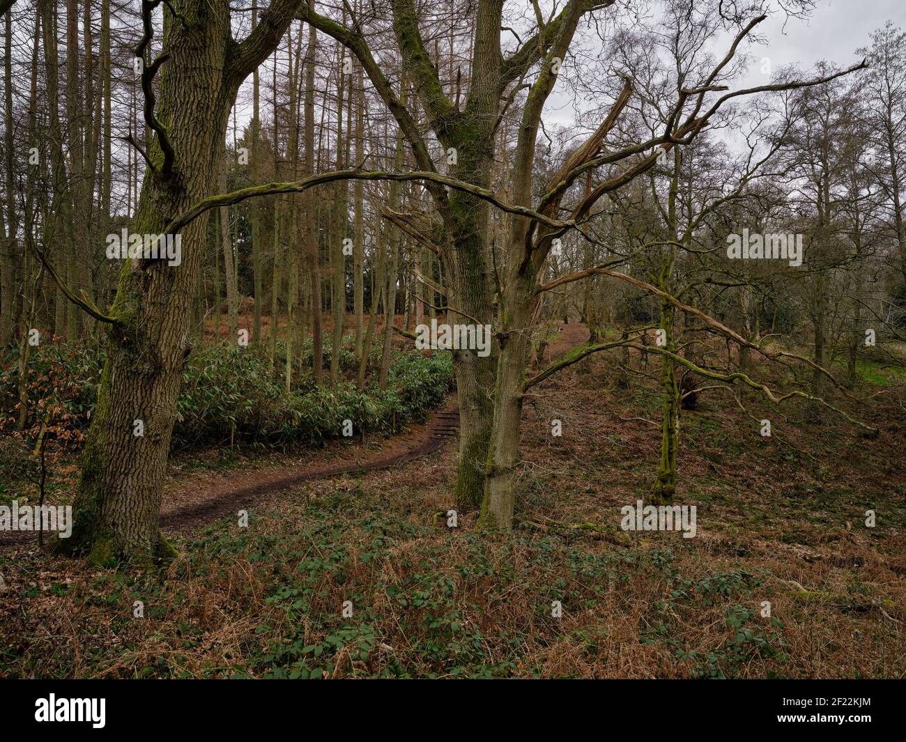 Grandi alberi circondati da alberi più piccoli in un bosco che inoltre ha un percorso che lo attraversa su un opaco Primo giorno di primavera a Greenham Common nel Berkshire Foto Stock
