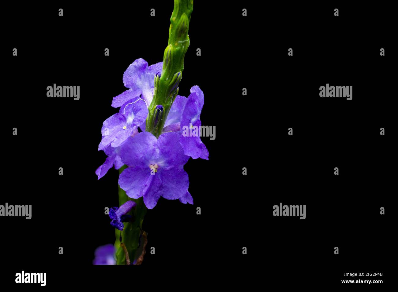 Bellissimi fiori di Blue Snakeweed, conosciuti anche come Nettleleaf Velvetberry o coda di ratto blu che fiorisce fiori di colore viola blu. Sfondo nero Foto Stock